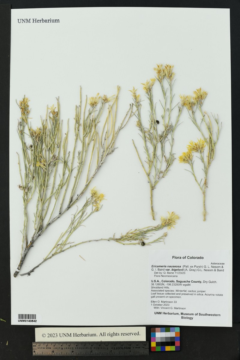 Ericameria nauseosa var. bigelovii photo 7