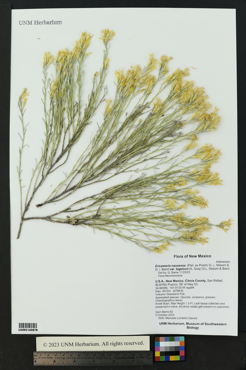 Ericameria nauseosa var. bigelovii photo 8