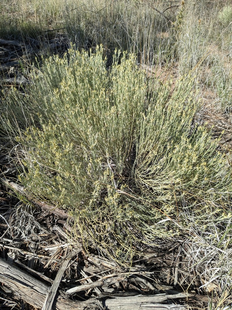 Ericameria nauseosa var. bigelovii photo 2