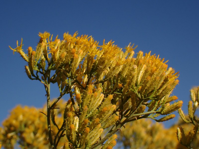 Ericameria nauseosa var. ceruminosa