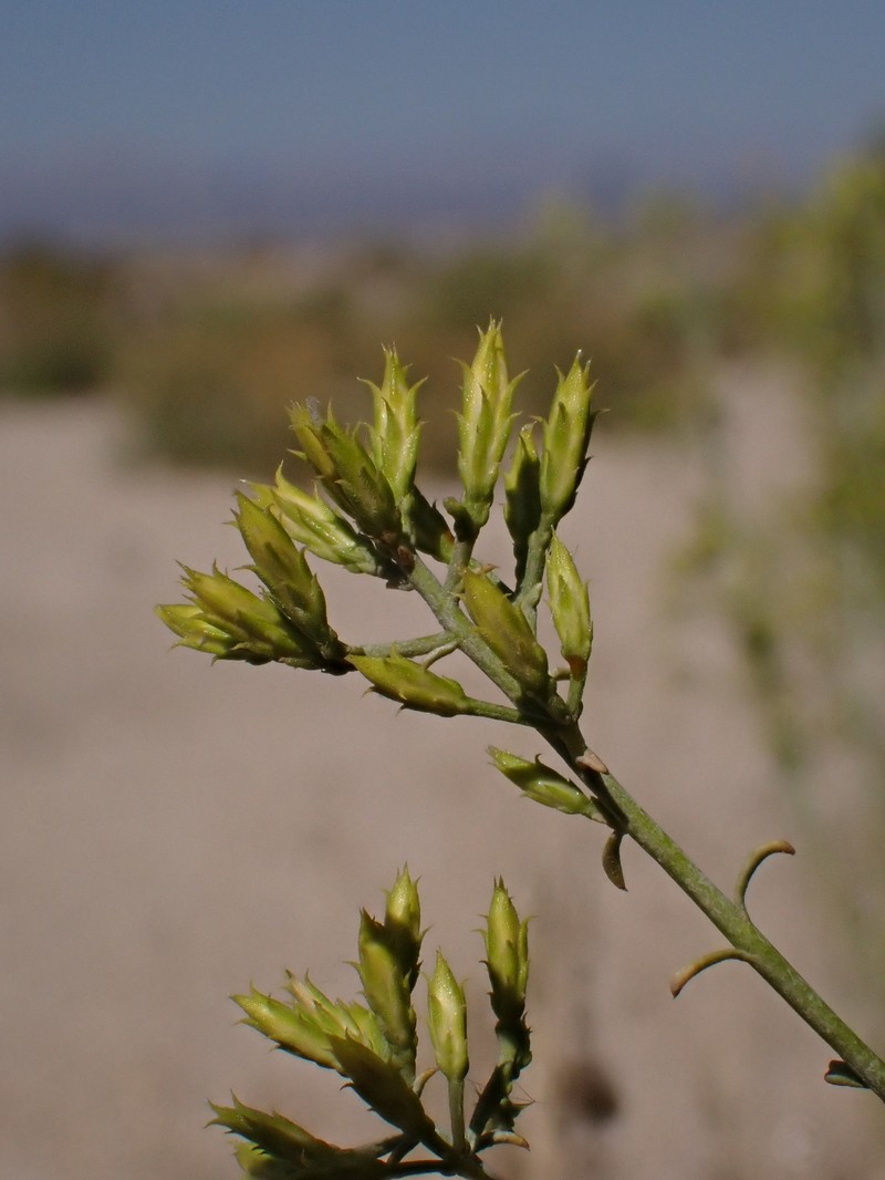 Ericameria nauseosa var. ceruminosa photo 2
