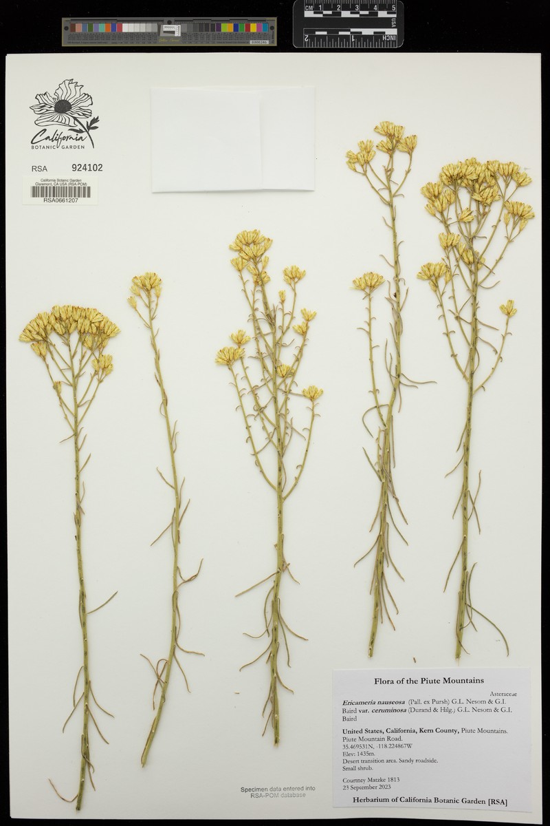 Ericameria nauseosa var. ceruminosa photo 4