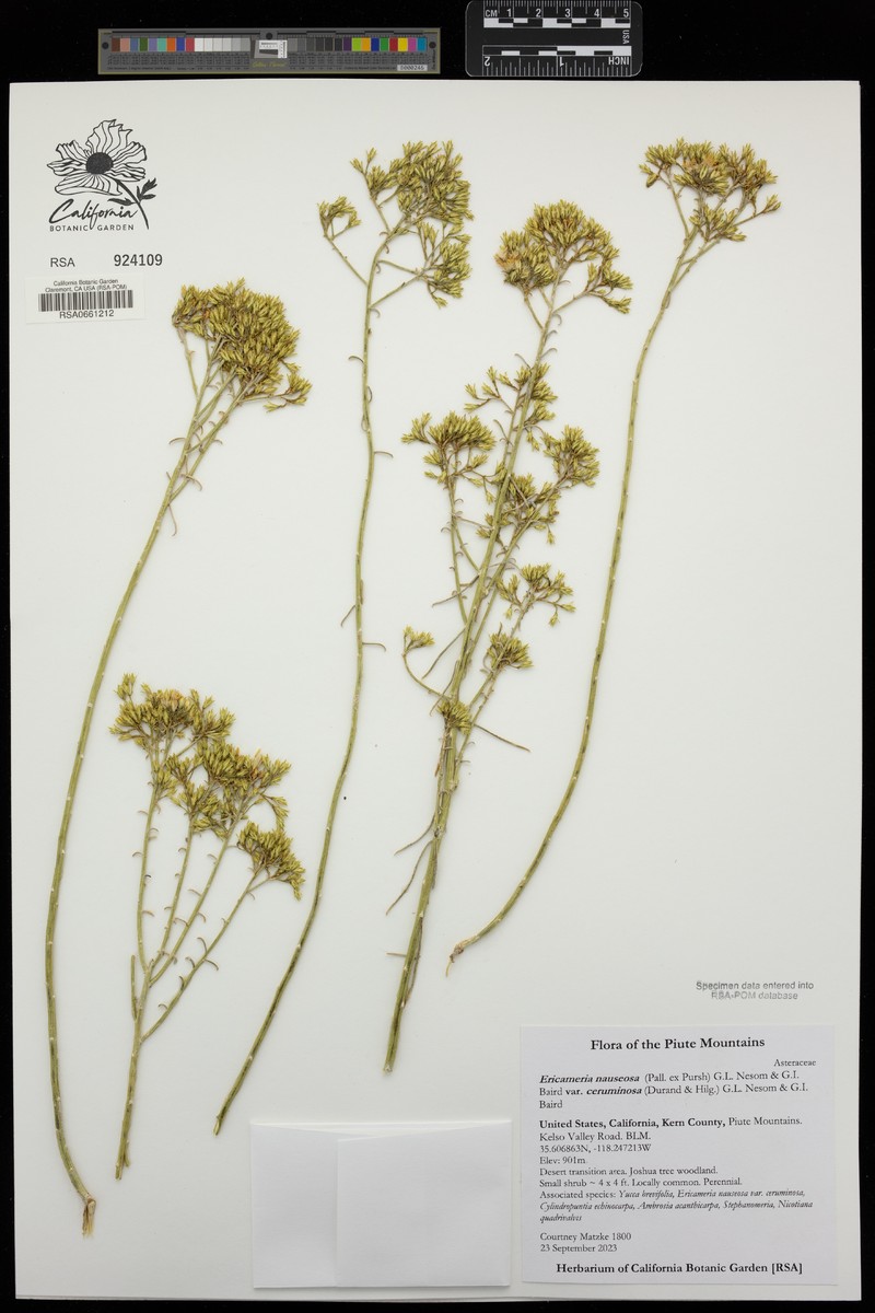 Ericameria nauseosa var. ceruminosa photo 5