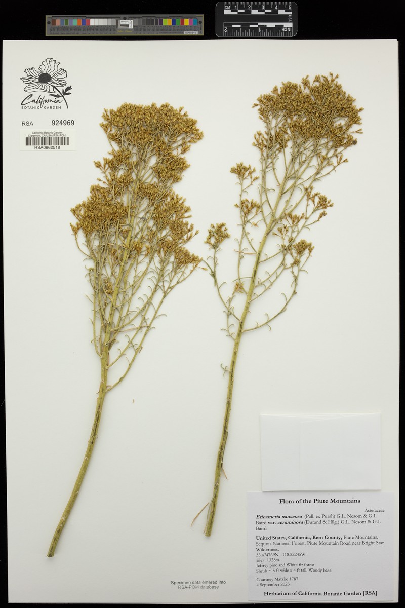 Ericameria nauseosa var. ceruminosa photo 6