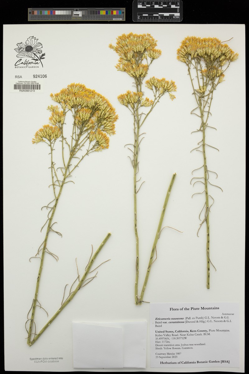Ericameria nauseosa var. ceruminosa photo 7