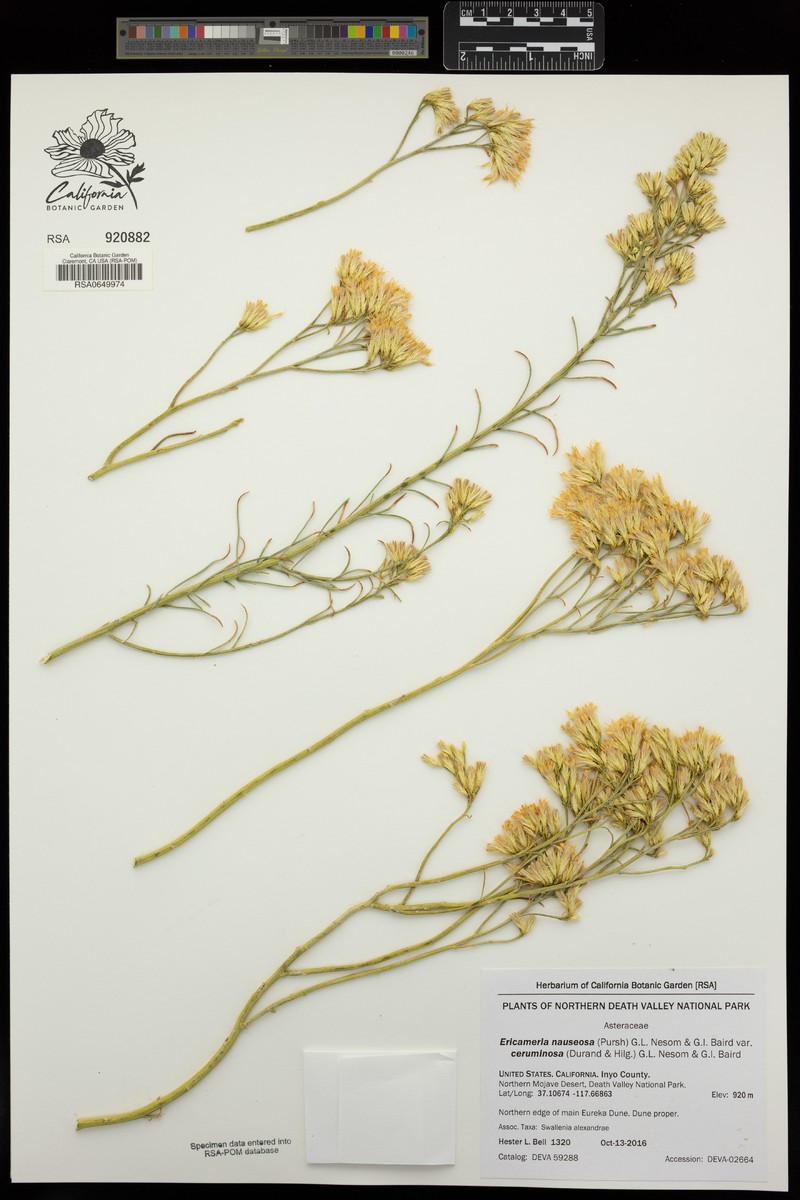 Ericameria nauseosa var. ceruminosa photo 8