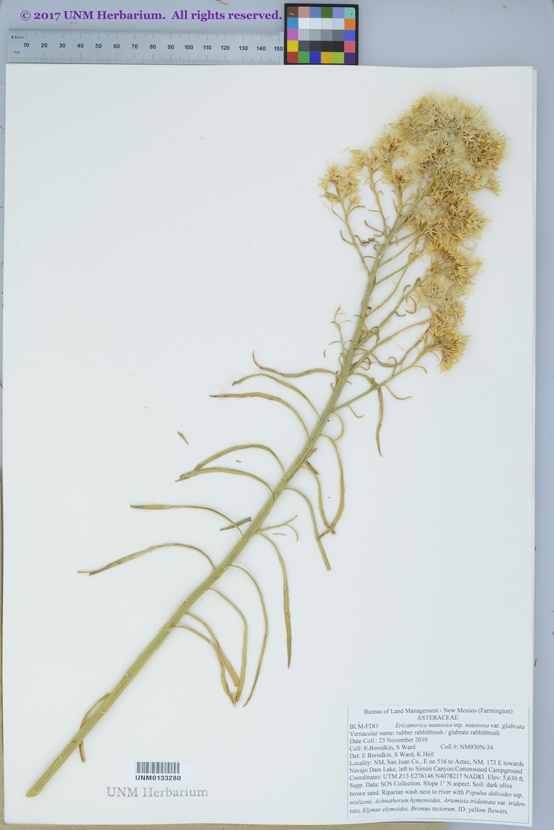 Ericameria nauseosa var. glabrata photo 4