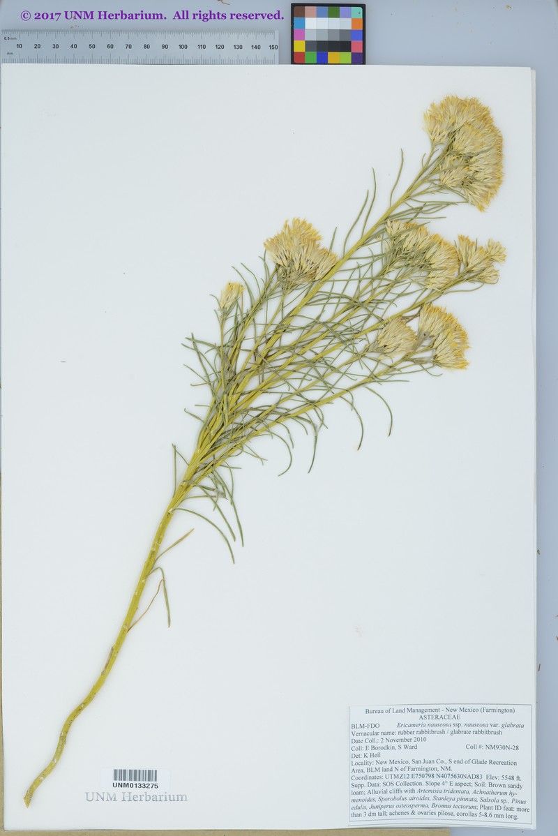 Ericameria nauseosa var. glabrata photo 5