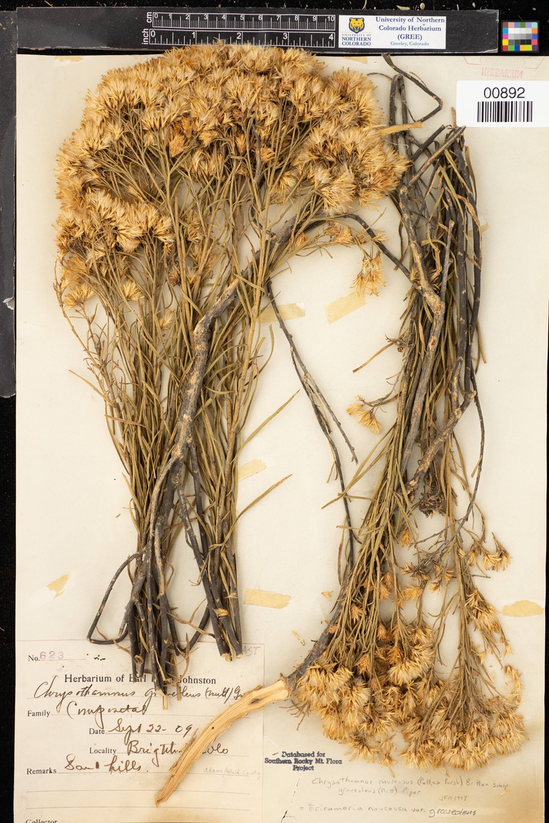 Ericameria nauseosa var. glabrata photo 6