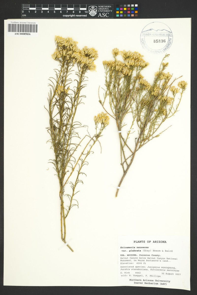 Ericameria nauseosa var. glabrata photo 8
