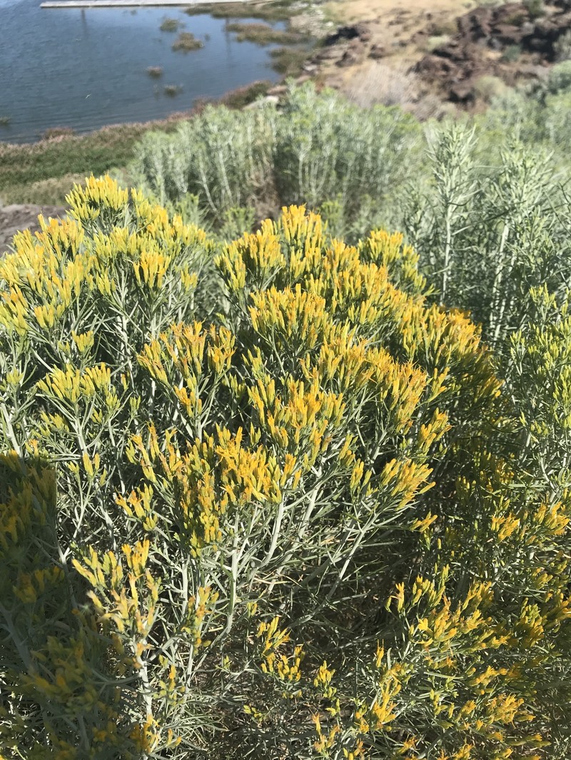 Ericameria nauseosa var. glabrata