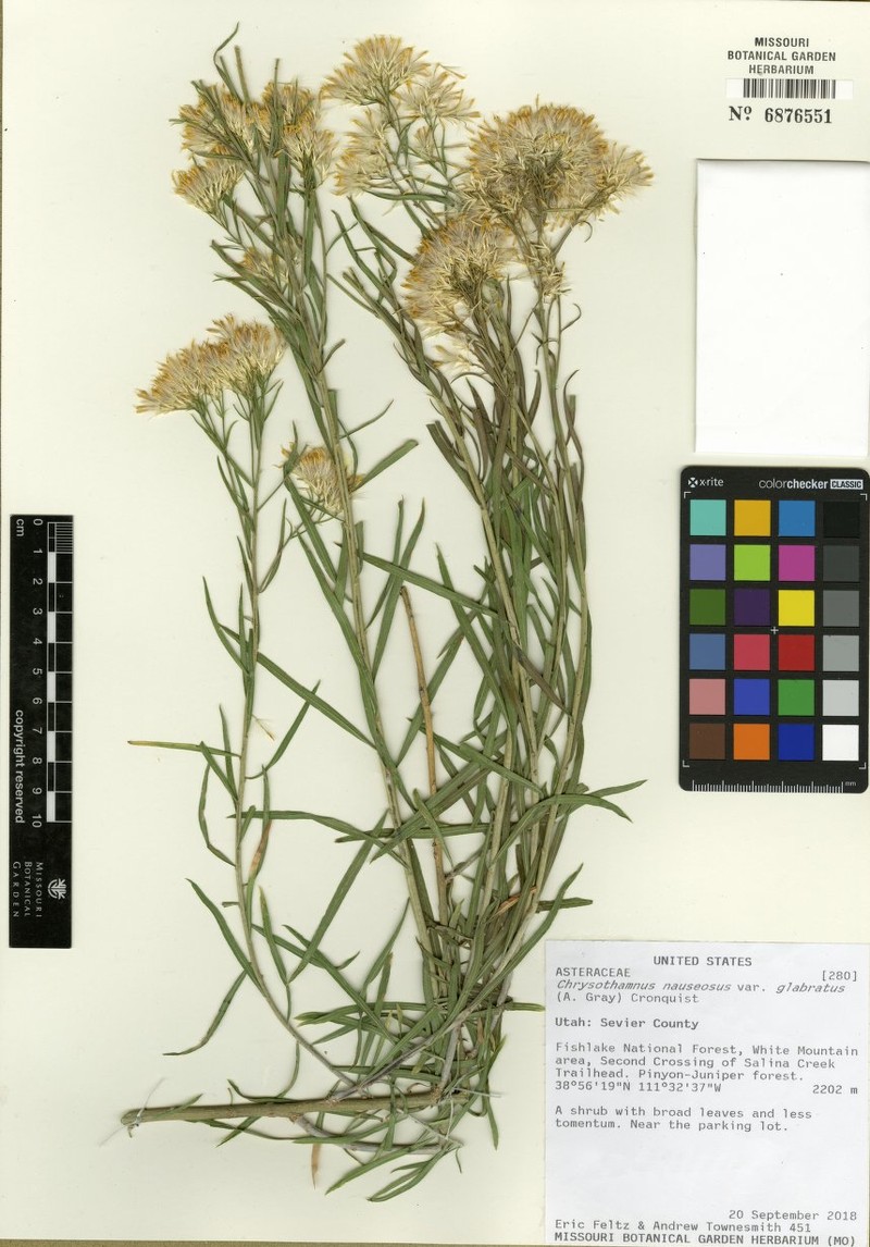 Ericameria nauseosa var. glabrata photo 2