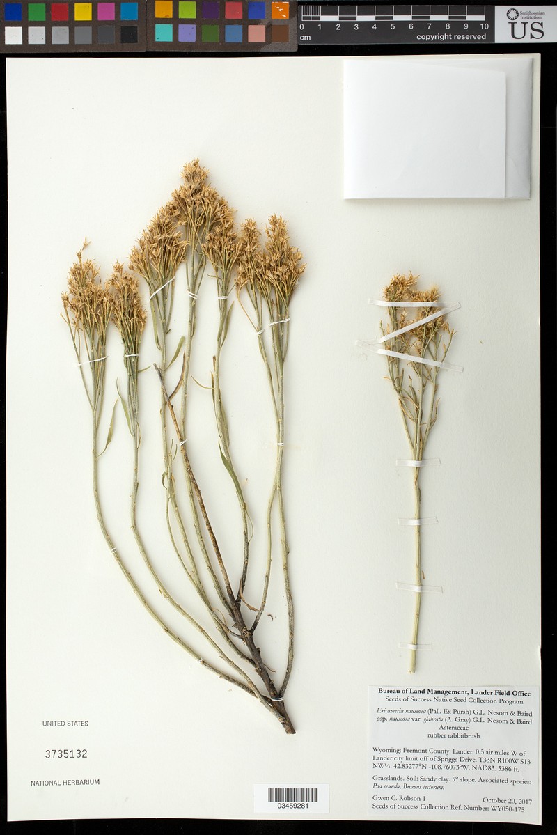 Ericameria nauseosa var. glabrata photo 3