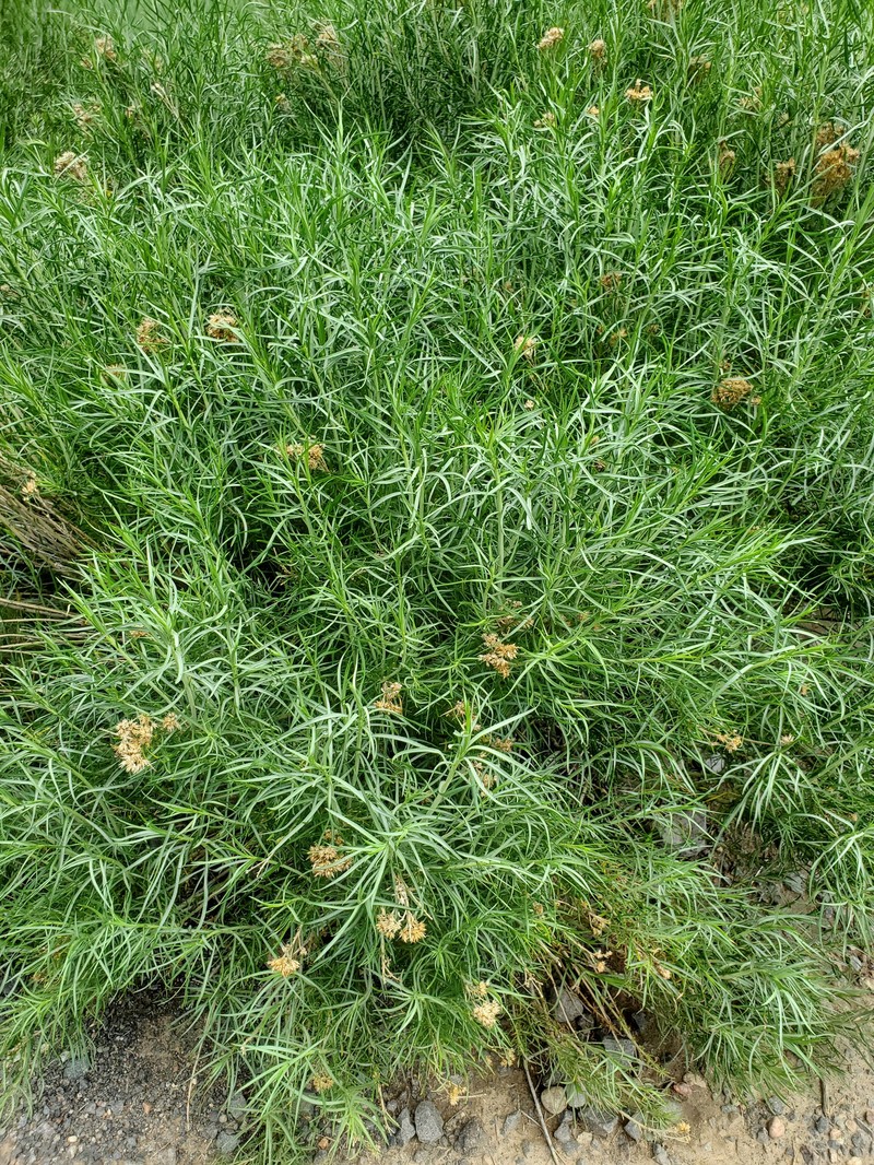 Ericameria nauseosa var. graveolens