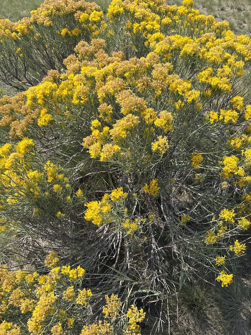 Ericameria nauseosa var. graveolens photo 2