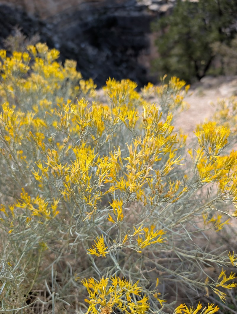 Ericameria nauseosa var. graveolens photo 3