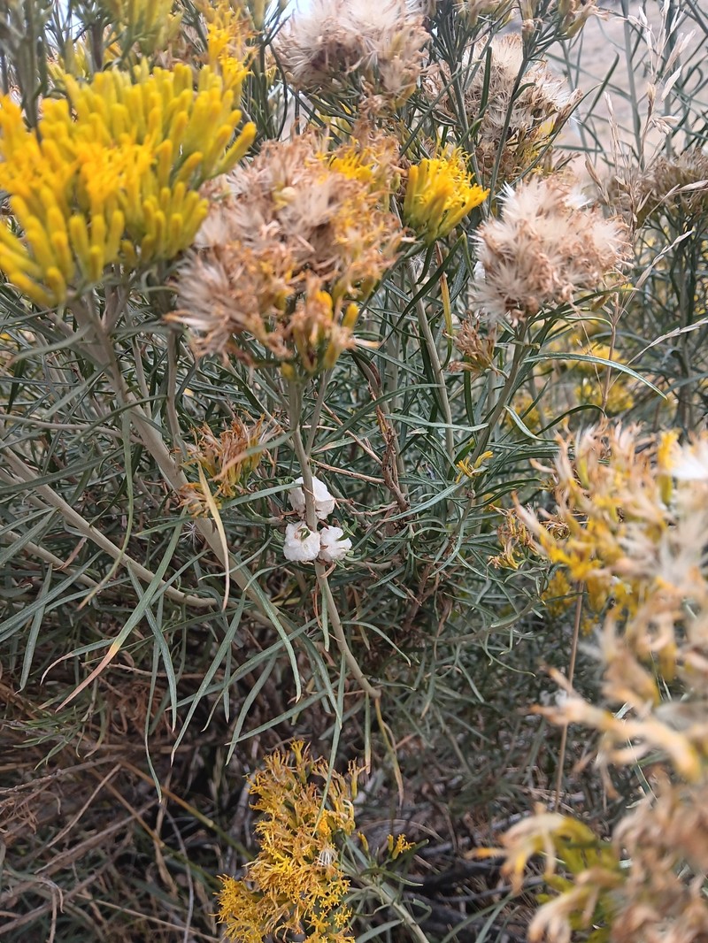 Ericameria nauseosa var. graveolens photo 4