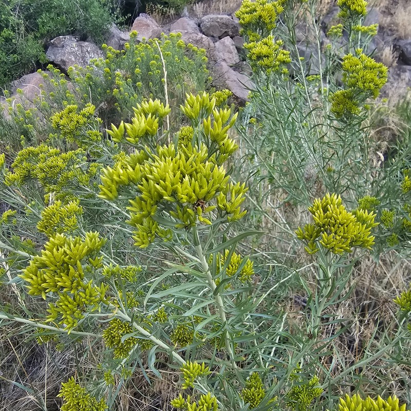 Ericameria nauseosa var. graveolens photo 5