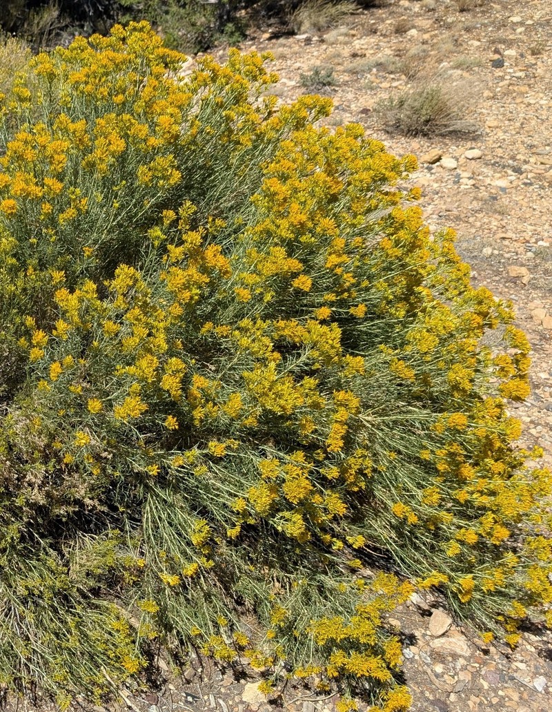 Ericameria nauseosa var. graveolens photo 6