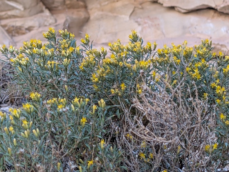 Ericameria nauseosa var. graveolens photo 7
