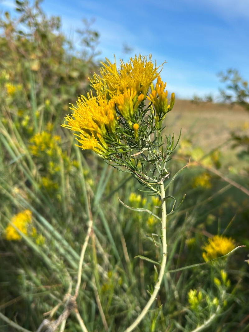 Ericameria nauseosa var. graveolens photo 8