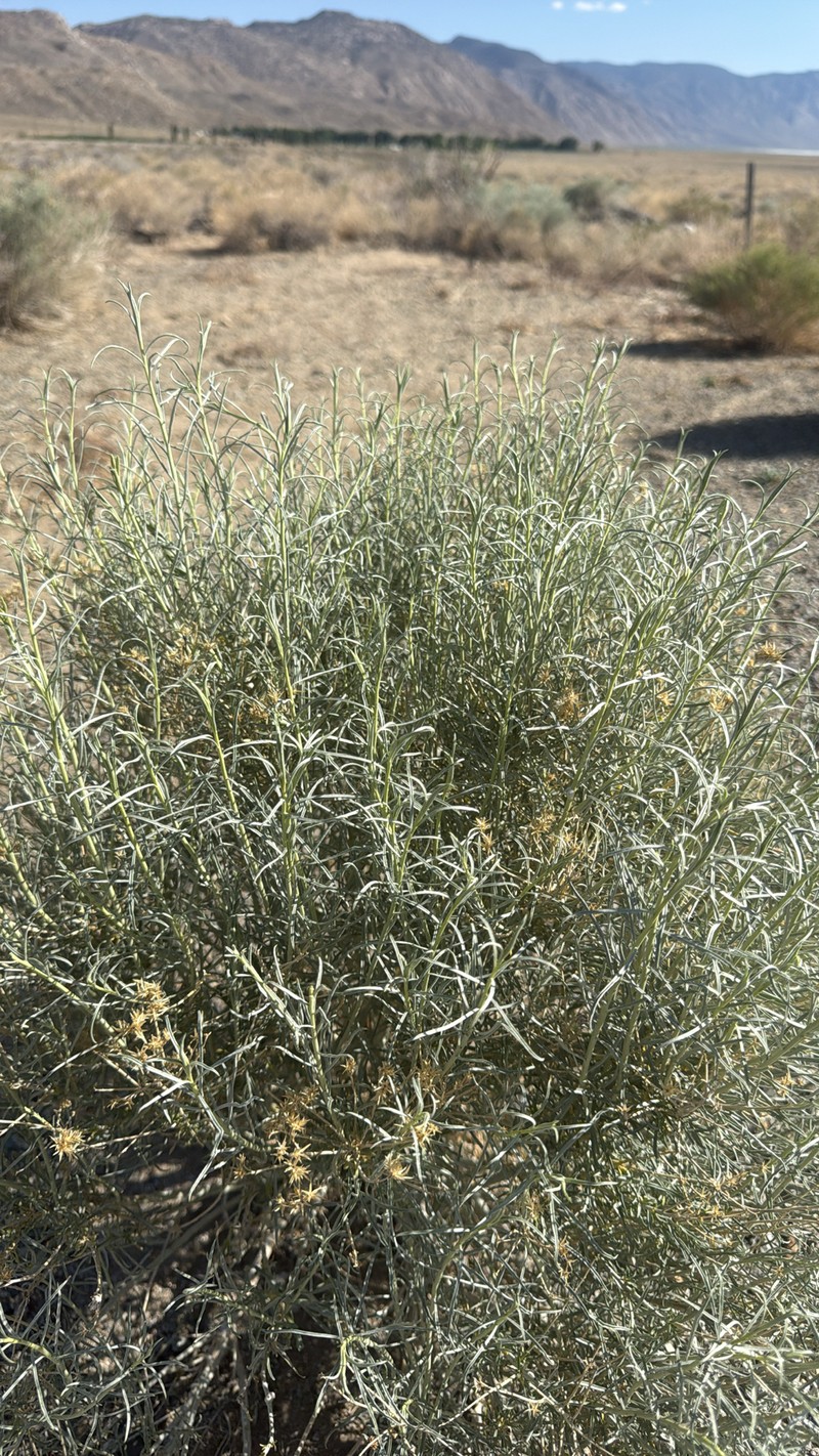 Ericameria nauseosa var. hololeuca photo 2