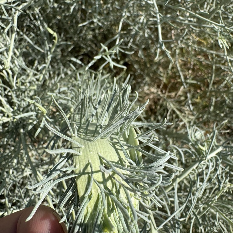 Ericameria nauseosa var. hololeuca photo 3