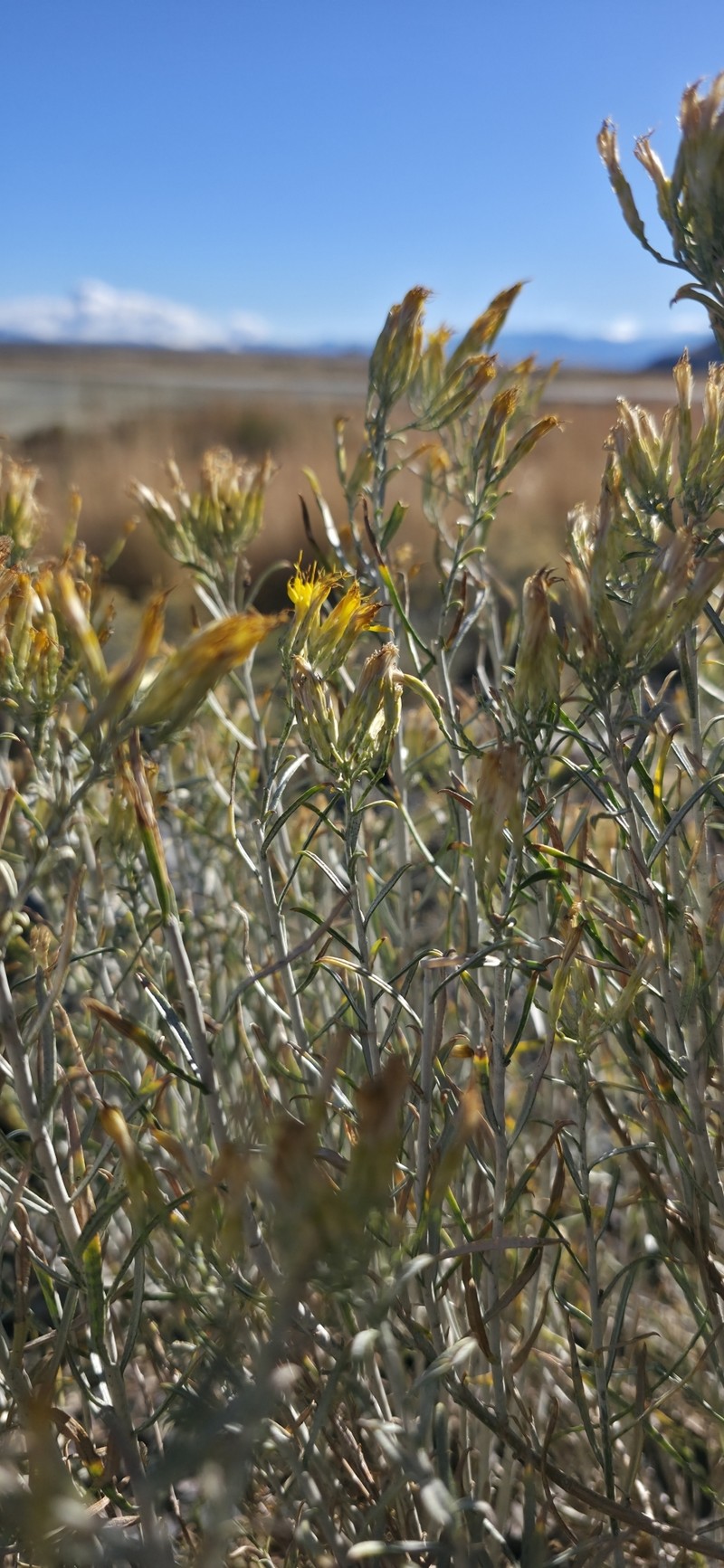 Ericameria nauseosa var. hololeuca photo 4