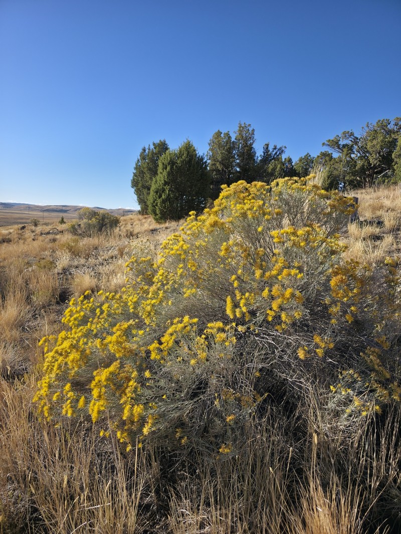 Ericameria nauseosa var. hololeuca photo 5