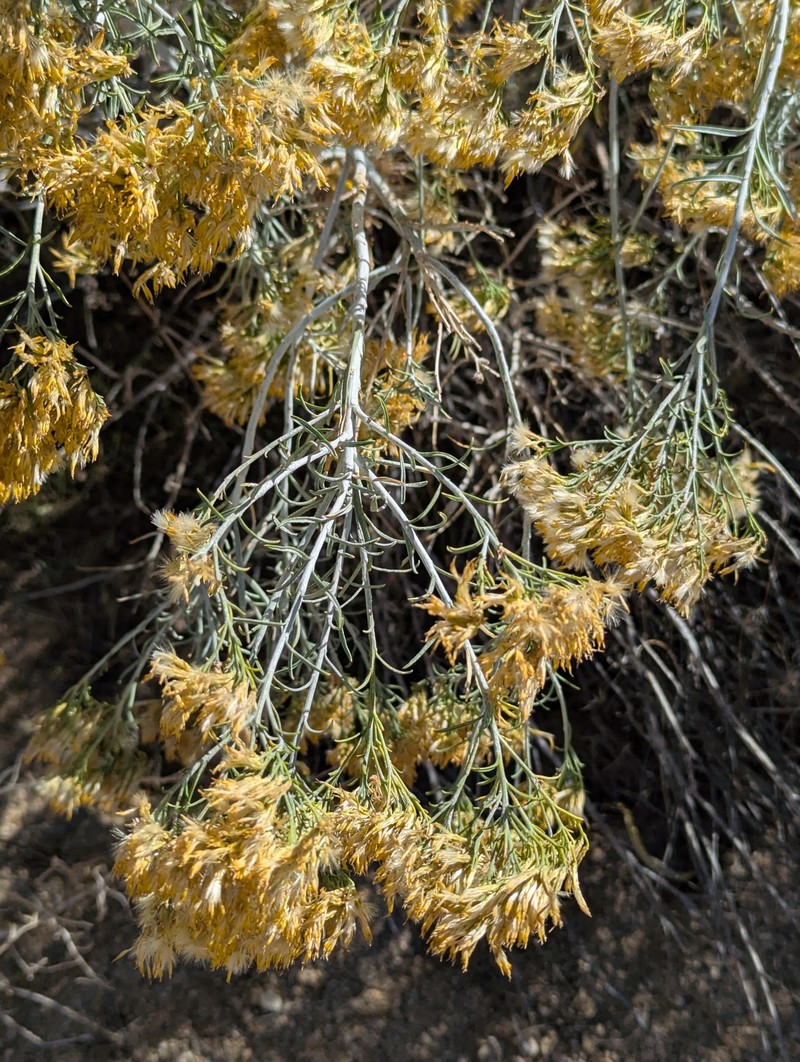 Ericameria nauseosa var. hololeuca photo 6
