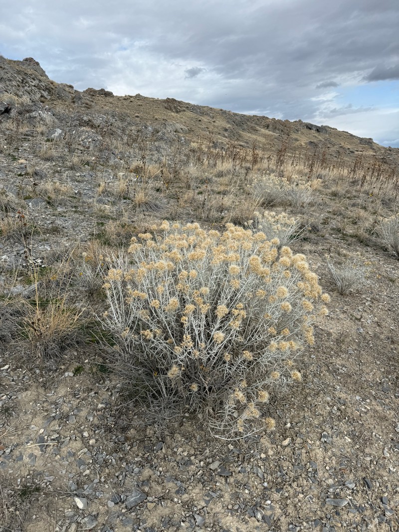 Ericameria nauseosa var. hololeuca photo 8