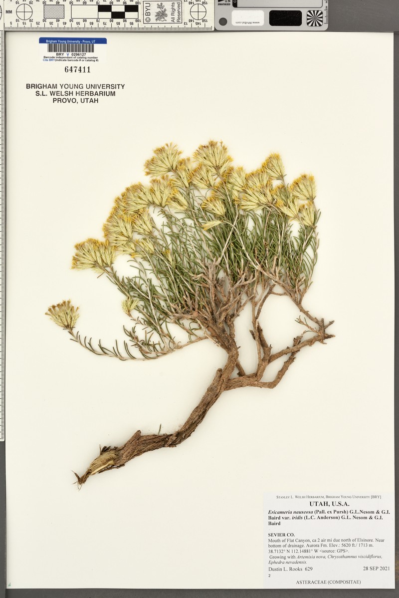Ericameria nauseosa var. iridis photo 2