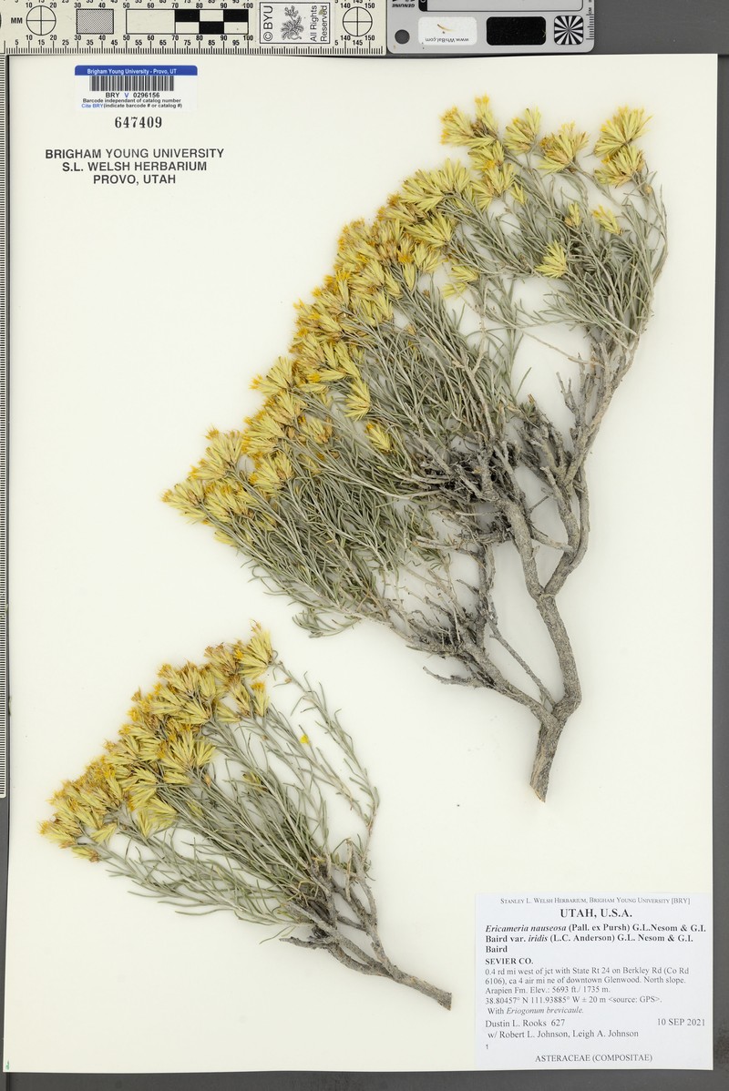 Ericameria nauseosa var. iridis photo 3