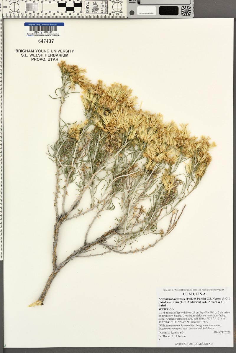 Ericameria nauseosa var. iridis photo 4