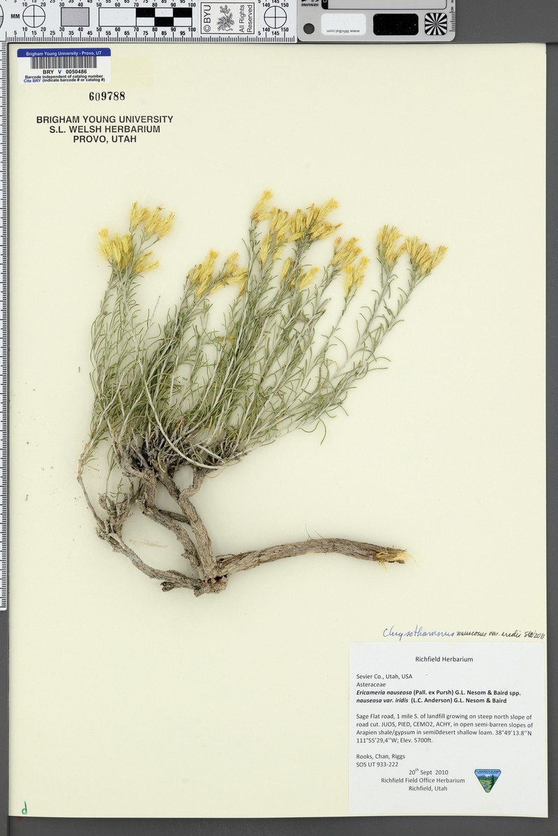 Ericameria nauseosa var. iridis photo 5