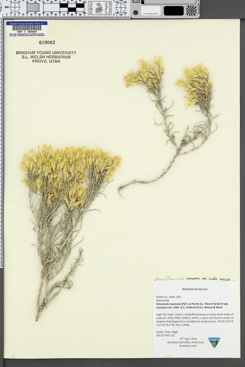 Ericameria nauseosa var. iridis photo 6