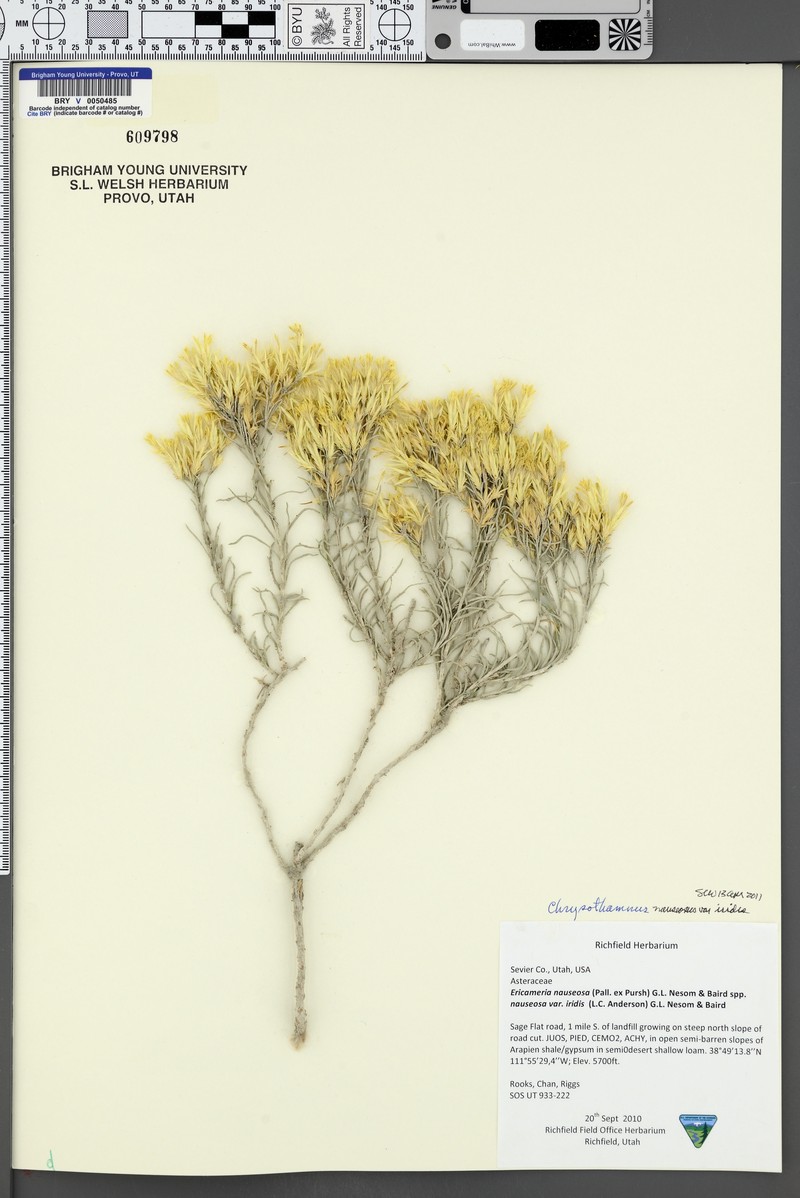Ericameria nauseosa var. iridis photo 7