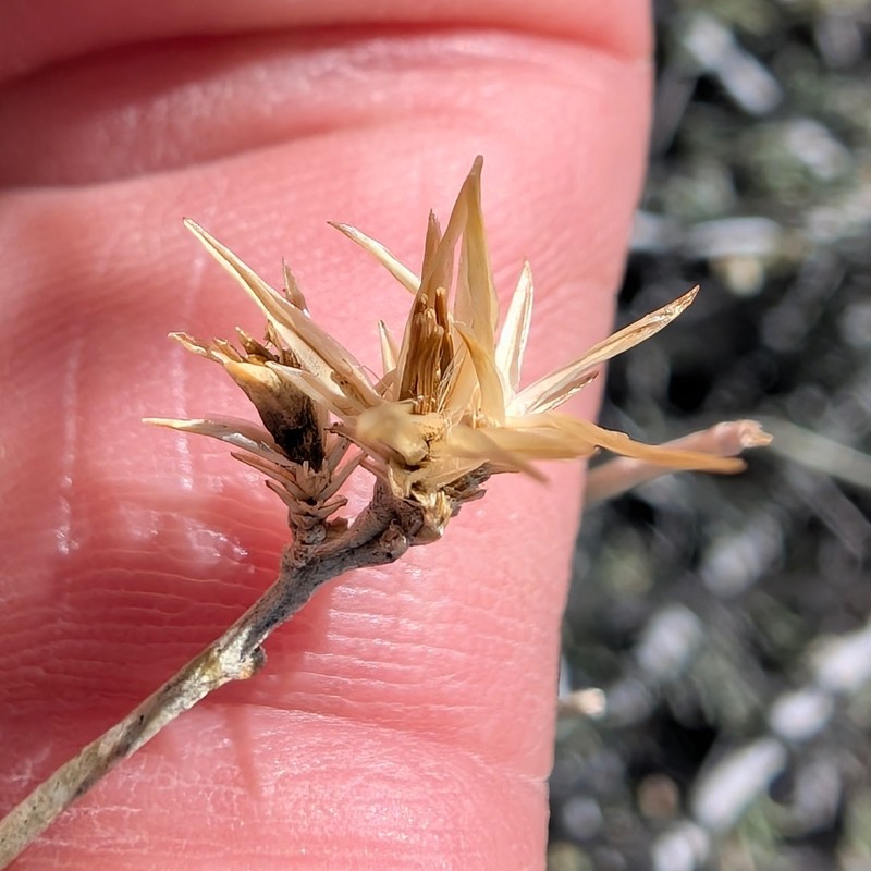Ericameria nauseosa var. juncea
