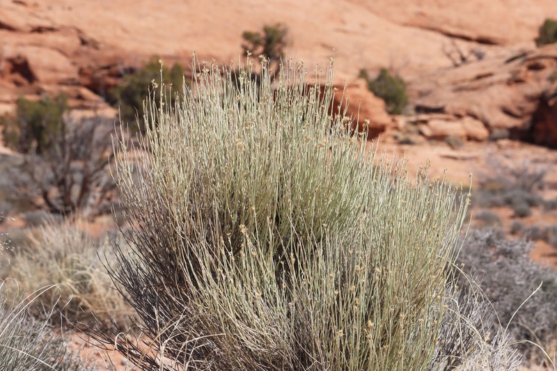 Ericameria nauseosa var. juncea photo 2
