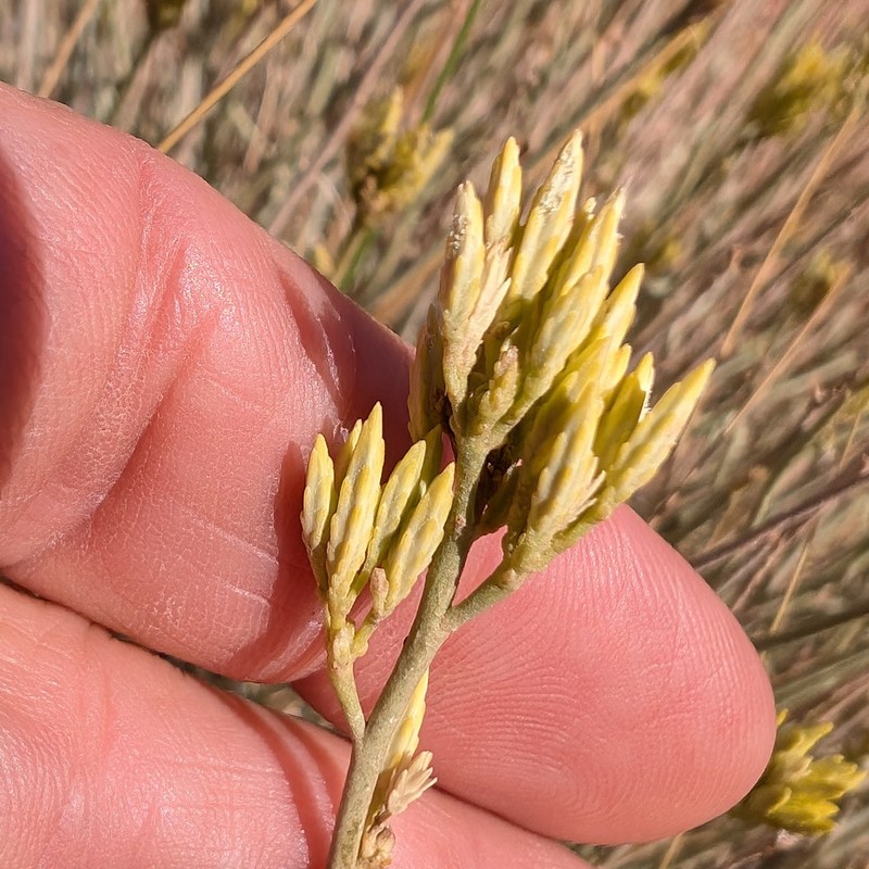 Ericameria nauseosa var. juncea photo 3
