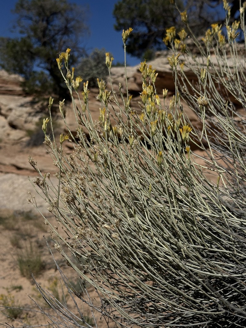 Ericameria nauseosa var. juncea photo 4
