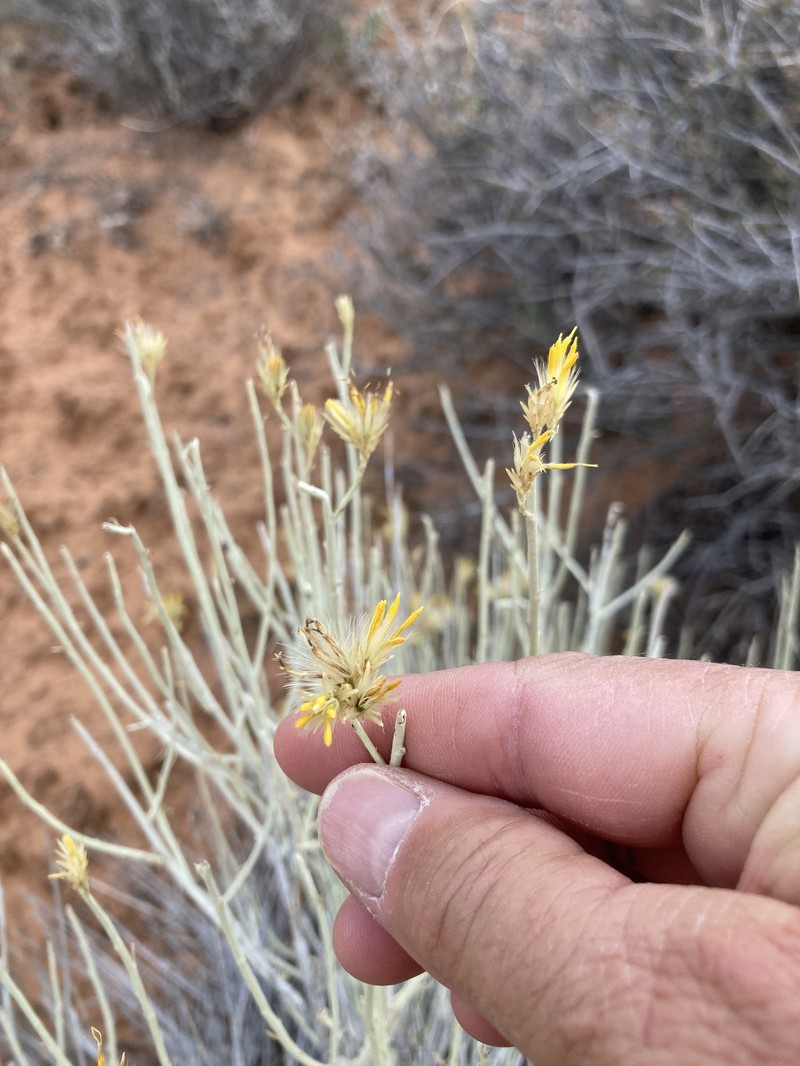 Ericameria nauseosa var. juncea photo 5