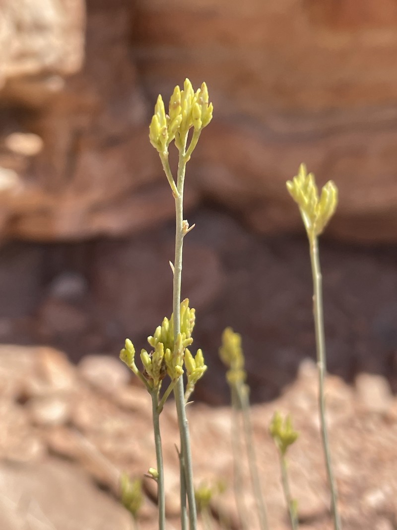 Ericameria nauseosa var. juncea photo 6