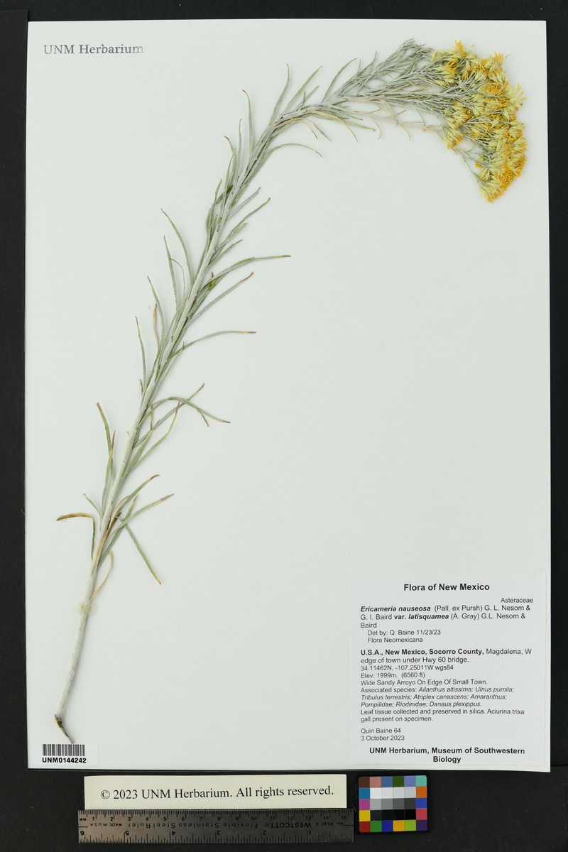 Ericameria nauseosa var. latisquamea photo 3