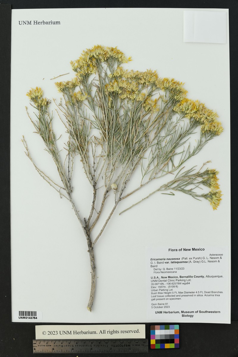 Ericameria nauseosa var. latisquamea photo 4