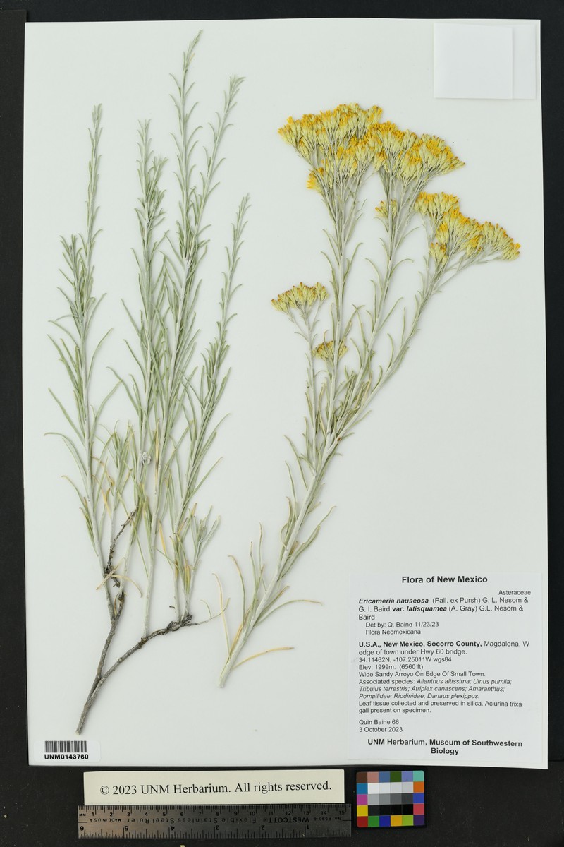 Ericameria nauseosa var. latisquamea photo 5