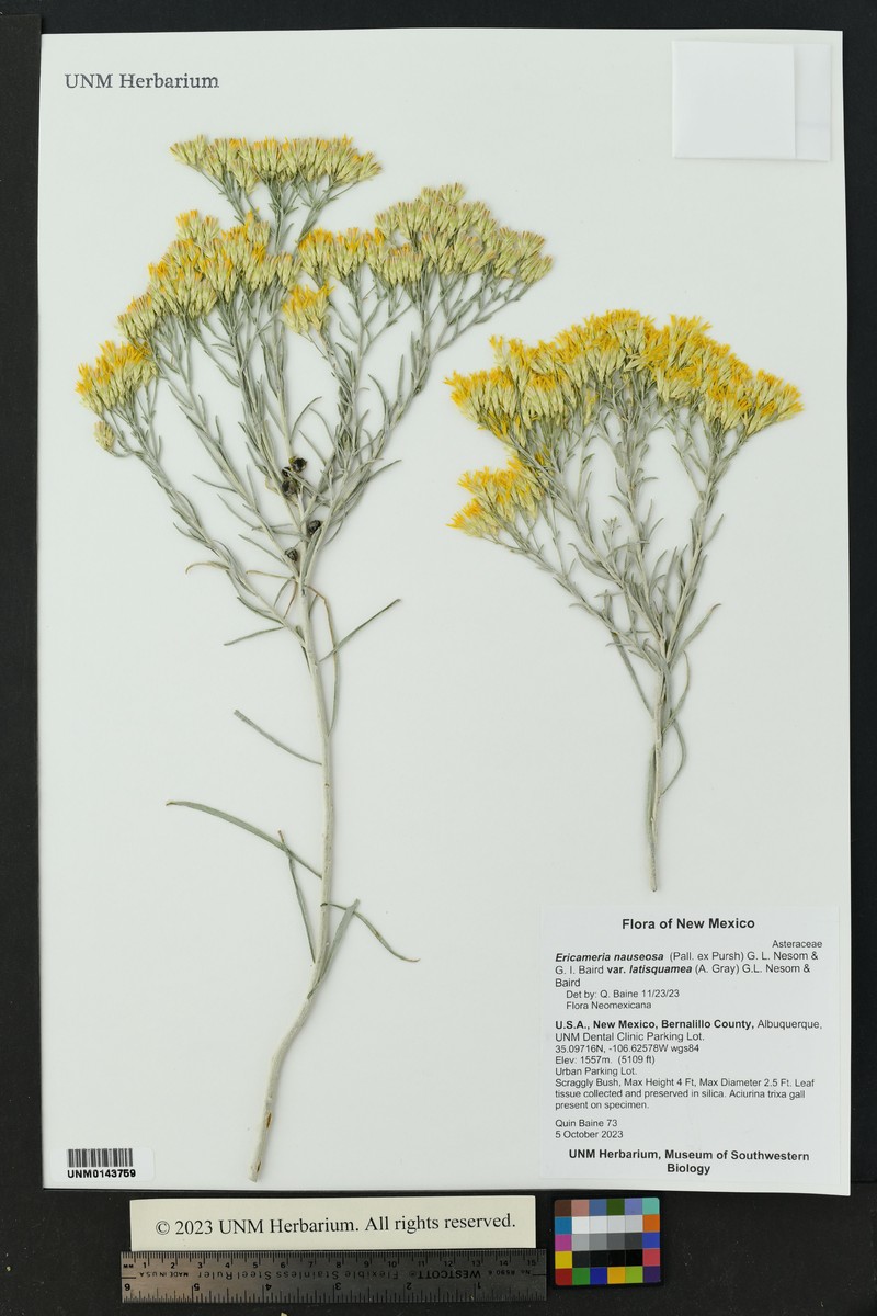Ericameria nauseosa var. latisquamea photo 6