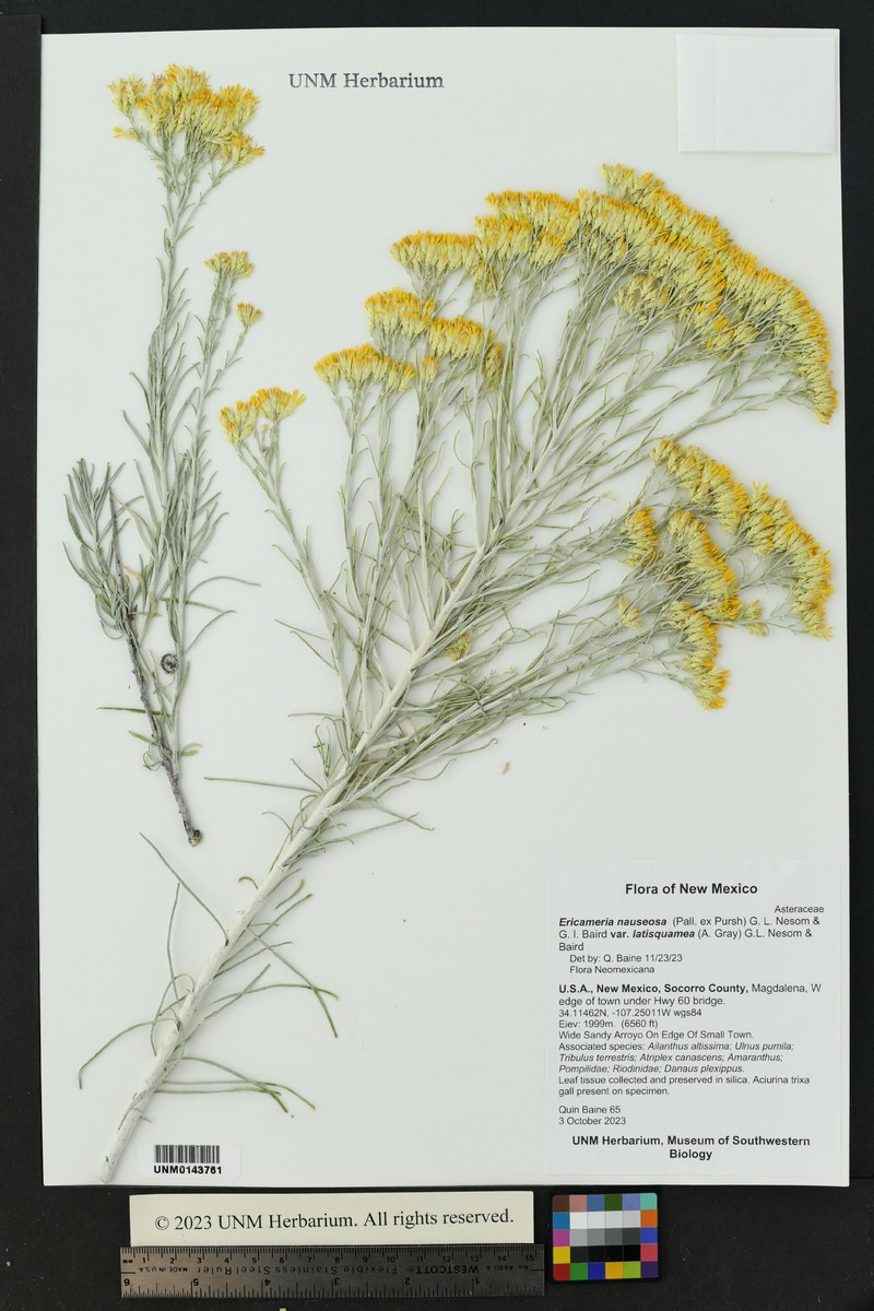Ericameria nauseosa var. latisquamea photo 7