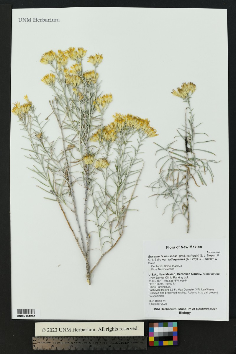Ericameria nauseosa var. latisquamea photo 8