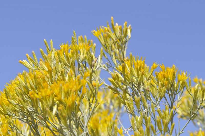 Ericameria nauseosa var. latisquamea